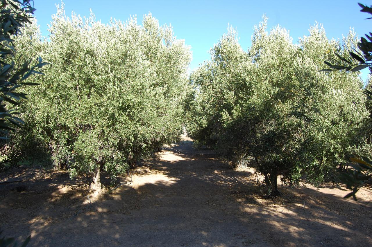 Affittacamere Longacre Olive & Vineyard Estate Langebaan Esterno foto